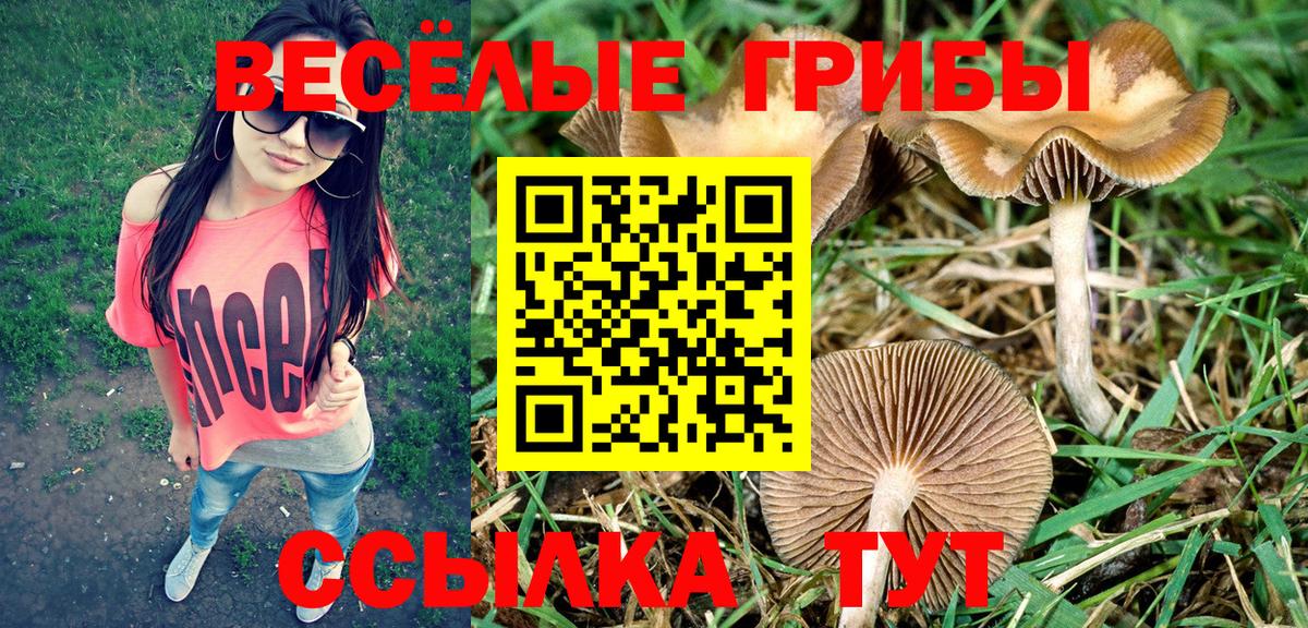 Галлюциногенные грибы Cubensis  цена   Ржев  Вход с VPN 